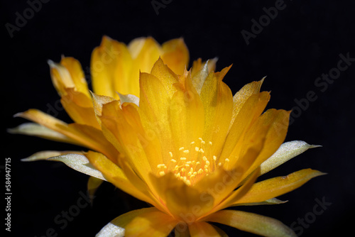 Orange flowers of Echinopsis cactus bloom in the garden on natural background . soft focus 