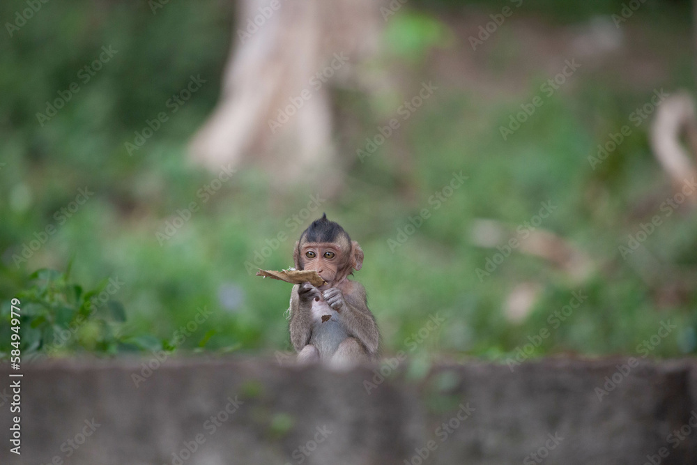 Obraz premium 可愛いサル