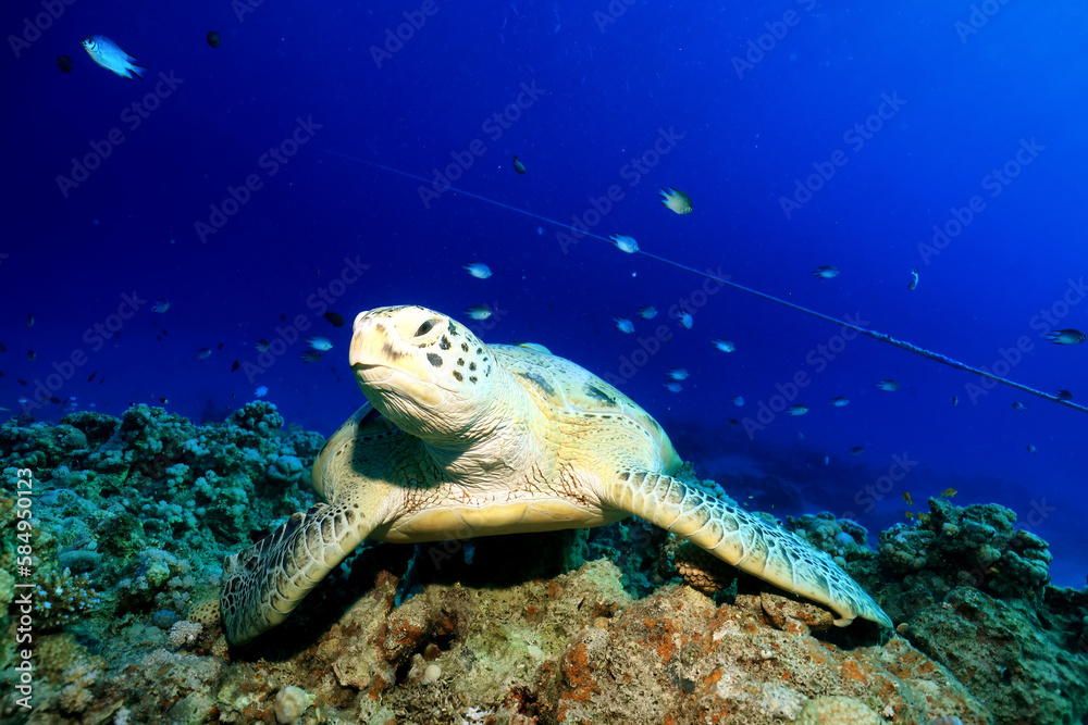 Fototapeta premium big sea turtle underwater photo, fish clingers, symbiosis ecosystem