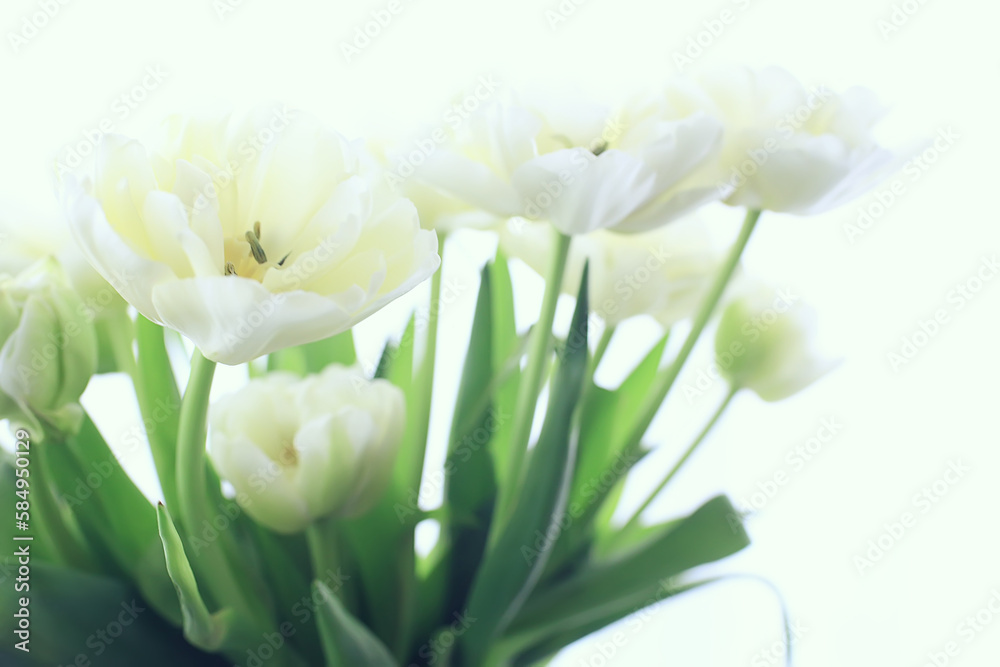 white tulips flowers bouquet background romantic spring white tulips flowers bouquet background romantic spring
