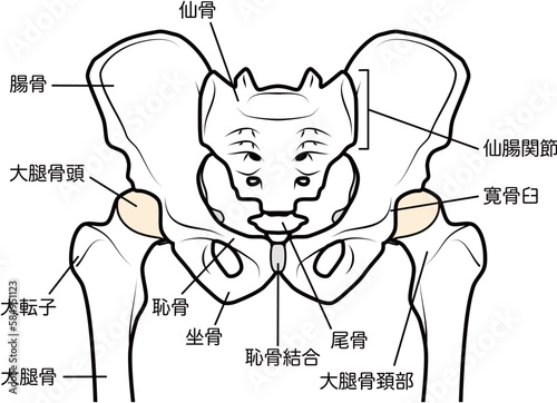 骨盤と股関節