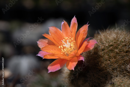 orange flower in the morning