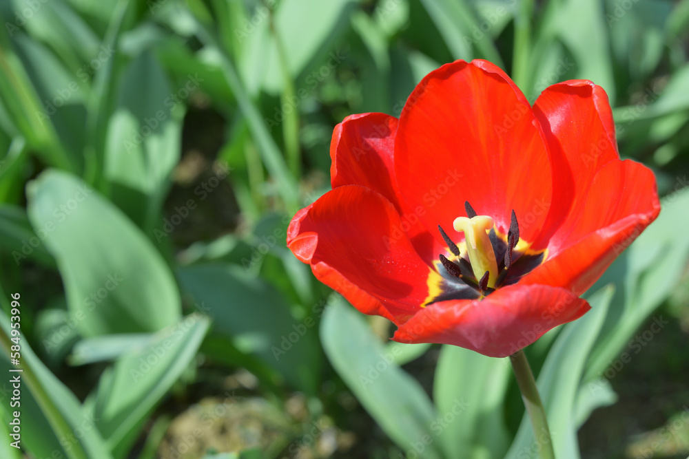 bud of a blooming spring red tulip close-up bud of a blooming spring red tulip close-up