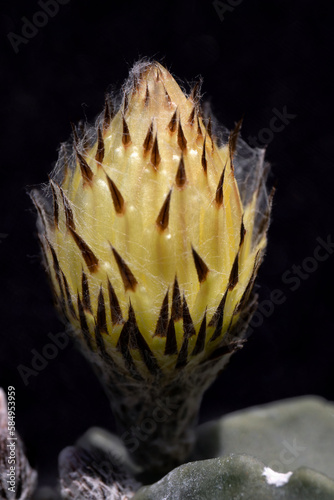 Pink protea macro