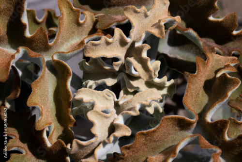 consortium of lichen 