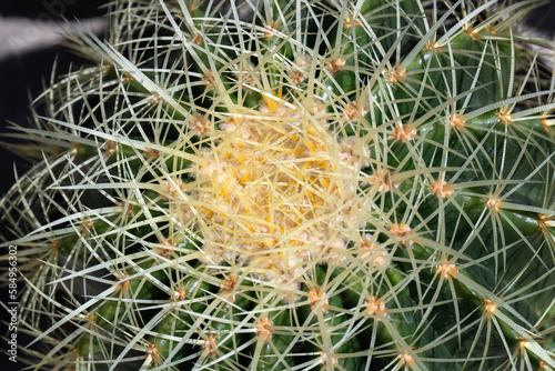 close up of cactus