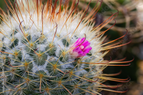 Orange flowers of Echinopsis cactus bloom in the garden on natural background . soft focus,