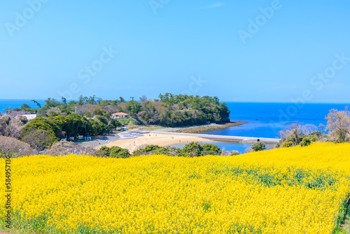 春の長崎鼻　菜の花畑　大分県豊後高田市　Nagasakibana in spring. field of rape blossoms. Ooita Pref, Bungotakada City.