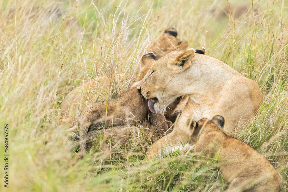 Adorable Scene Of A Lioness With Her Cubs  