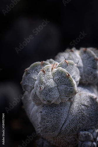 close up of a cactus