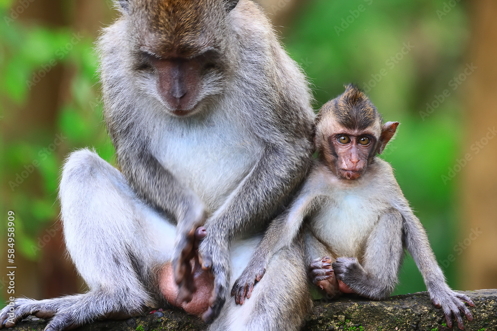 Fototapeta premium monkey family cleaning grooming wild park