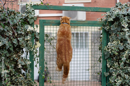 Orange pet cat climbing a fence