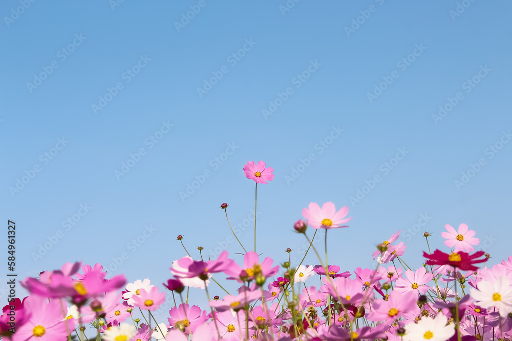 Pink flowers field cosmos bipinnatus (Mexican aster) bloom growing  on bright blue sky in garden natural outdoor summer background