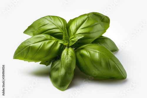 basil isolated on white