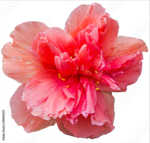 Coral red full bloom double hibiscus flower on sunny day.