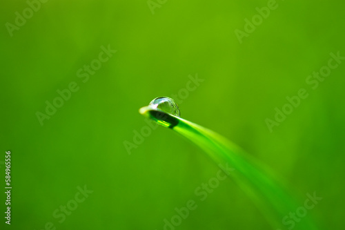 drop on green leaf