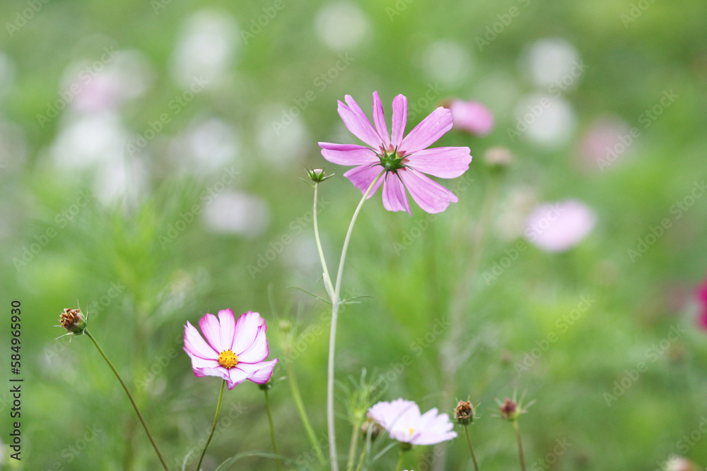 a nature concept, the flower at the garden a nature concept, the flower at the garden