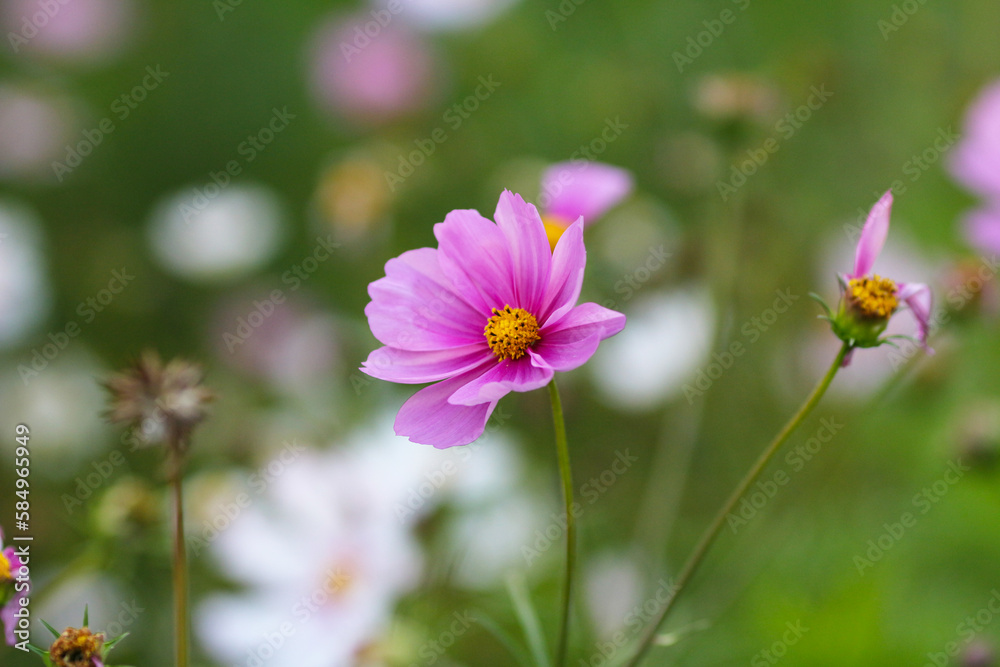 a nature concept, the flower at the garden a nature concept, the flower at the garden