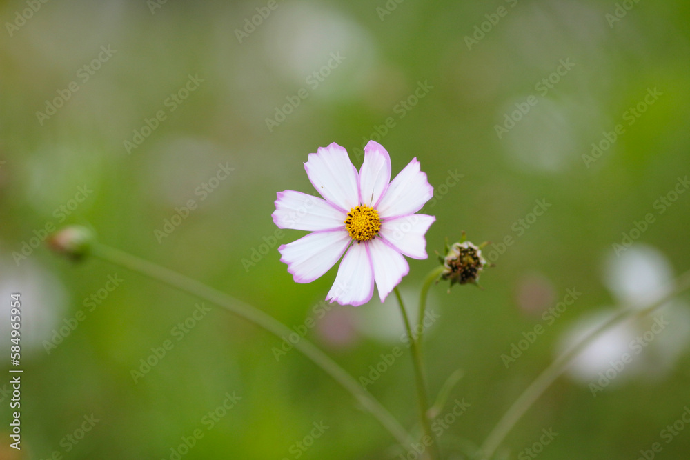 a nature concept, the flower at the garden
