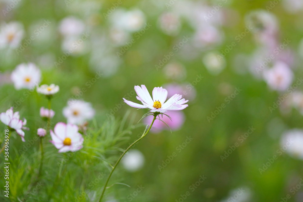 a nature concept, the flower at the garden a nature concept, the flower at the garden