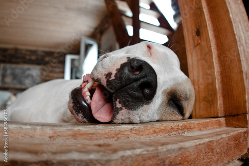 Funny Sleeping Dog Snores With Tongue Hanging Out