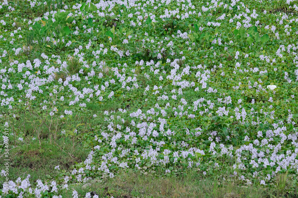 a lake overgrown with clusters of white flowers a lake overgrown with clusters of white flowers