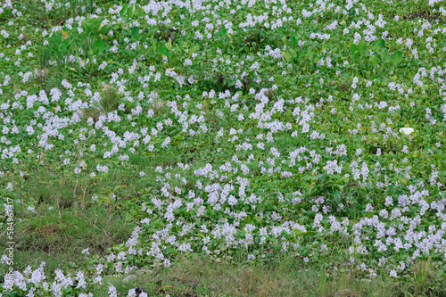 a lake overgrown with clusters of white flowers
