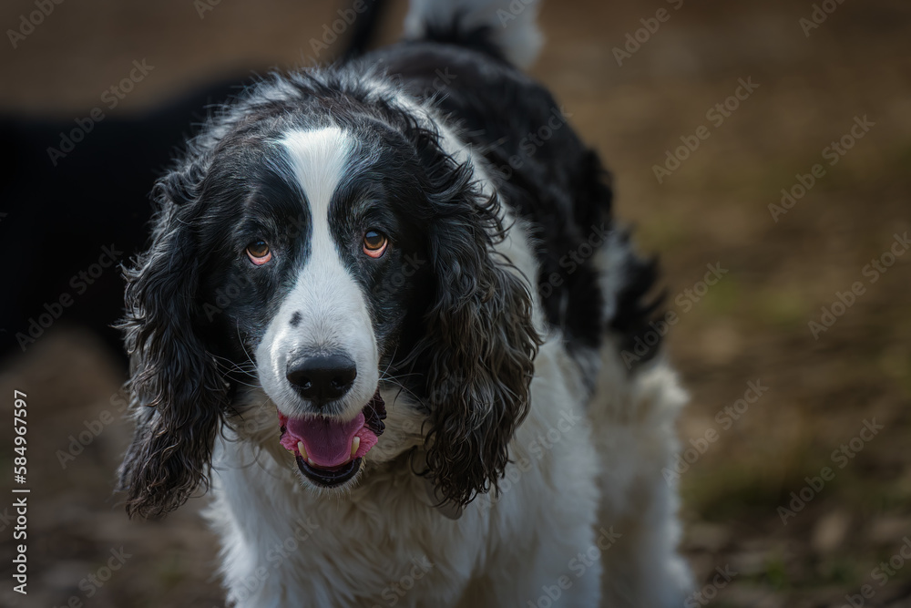 2023-03-19 A BLACK AND WHITE SPRINGER SPANIEL STARING DIRECTLY INTO THE CAMERA AT A OFF LEASH DOG PARK WITH NICE EYES AND A BLURRY BACKGROUND