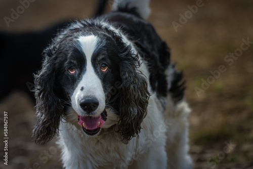 2023-03-19 A BLACK AND WHITE SPRINGER SPANIEL STARING DIRECTLY INTO THE CAMERA AT A OFF LEASH DOG PARK WITH NICE EYES AND A BLURRY BACKGROUND