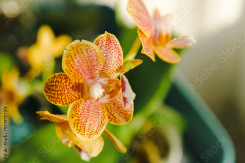 Yellow Spotted Phalaenopsis photo
