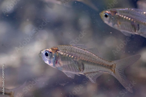 Port Jackson Glassfish, (Ambassis jacksoniensis), Narooma, NSW, January 2023