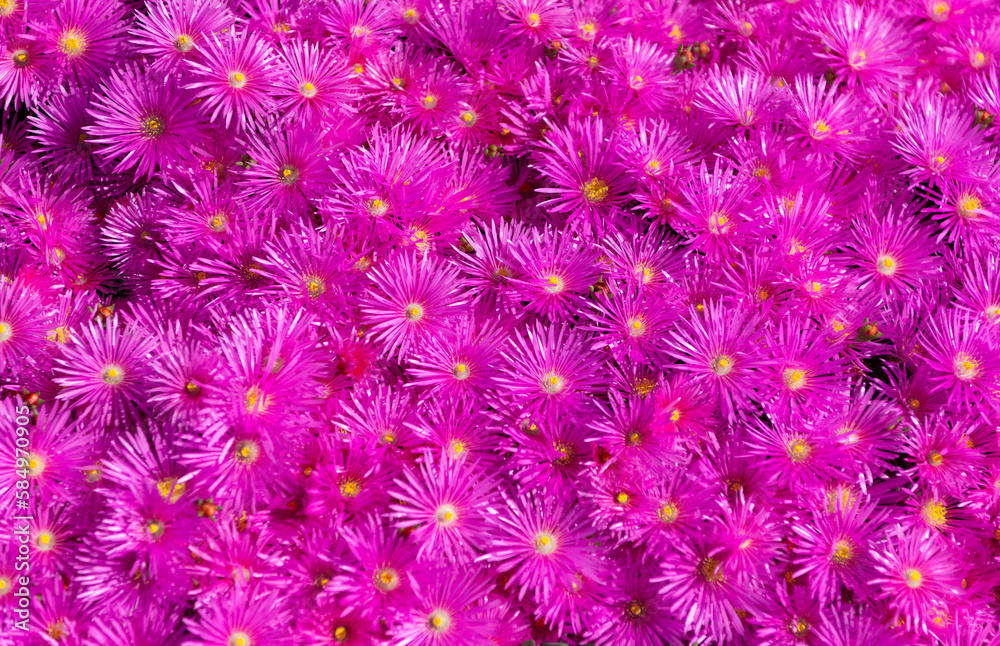 magenta flower background. magenta flower background bright color. photo of magenta flower magenta flower background. magenta flower background bright color. photo of magenta flower