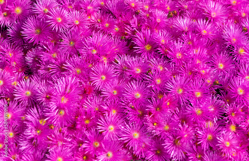 magenta flower background. magenta flower background bright color. photo of magenta flower