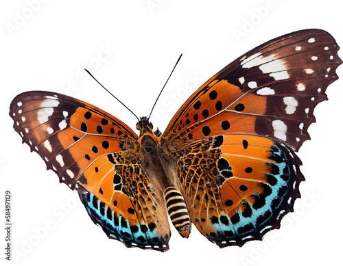  beautiful butterfly on transparent background