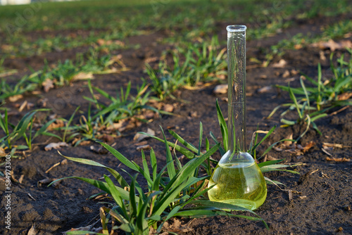 Quadro em tela Image of a glass flask with a chemical solution on the background of young shoots of wheat