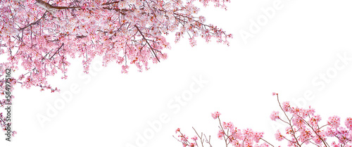 Pink Sakura flowers blooming isolated on white background.