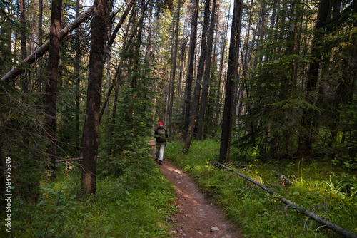 Trail in the coniferous forest. Spring landscape. Banff National Park, Alberta, Canada. Hiker walking on trail © joi