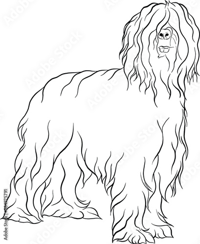 Briard dog breed doodle style line drawing vector black and white illustration