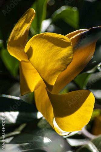 Theme with yellow flower over sunlight