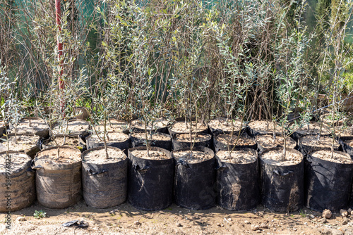 Olive trees planted in grow bags