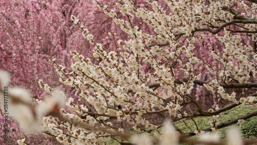 Wallpaper Mural しだれ梅 Torontodigital.ca