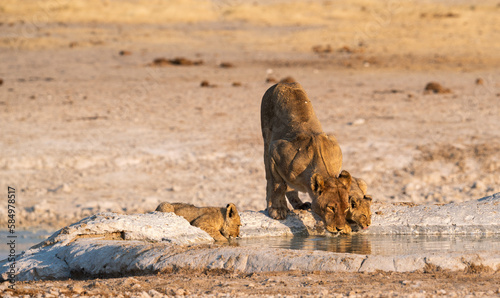 Wild lioness with cubs in Etosha National Park, Africa, Namibia