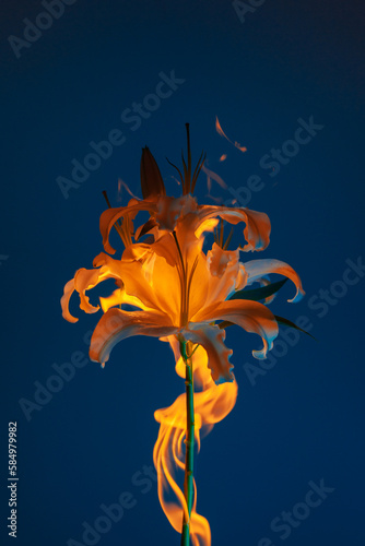 Flaming lily photo
