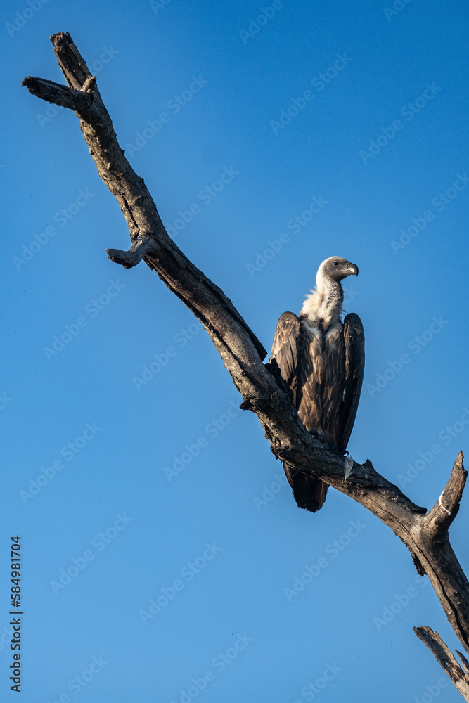 White backed vulture on a branch