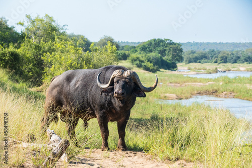 Male buffalo on the road in the wild © Africa Content