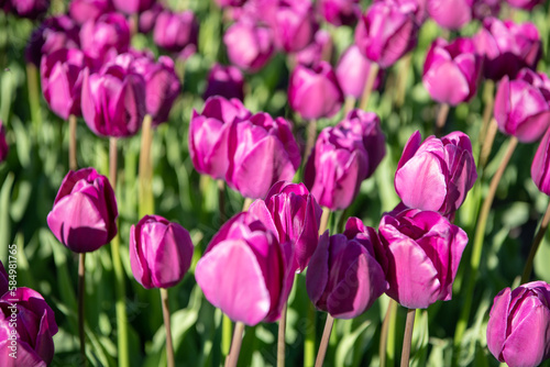 tulip flower in summer nature. photo of tulip nature flower. tulip flower in spring nature.