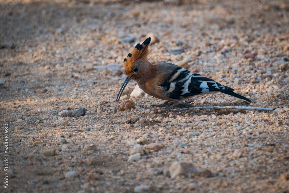 Wood Hoopoe on the road Wood Hoopoe on the road