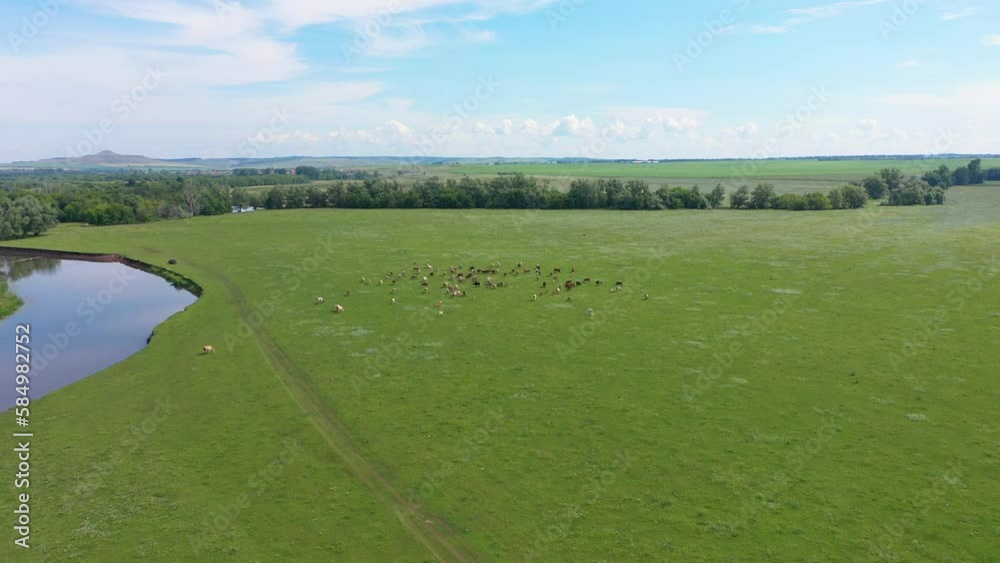 Aerial drone shot of cows grazing on pasture, landscape Aerial drone shot of cows grazing on pasture, landscape