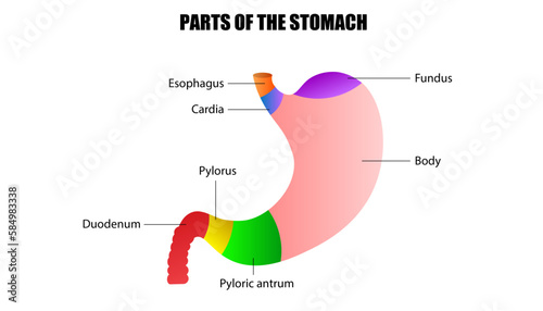 
The parts of the human stomach