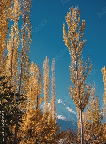 trees in autumn